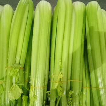 农之子 玻璃脆芹菜种子玻璃翠实芹种籽蔬菜西芹 玻璃脆芹王种子 4g×3