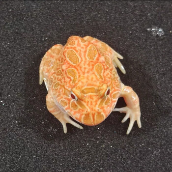 角观赏蛙 两栖草莓南瓜黄金爬宠非洲牛蛙宇治青蛙 血丝南瓜蛙(3到4cm)