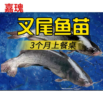 嘉瑰叉尾鮰鱼苗淡水活体养殖斑点鮰鱼苗钳鱼苗好养冷