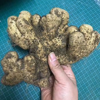 湖北农家现挖佛手新鲜手掌山药蔬菜黄冈浠水武穴蕲春特产煲汤食材3斤5