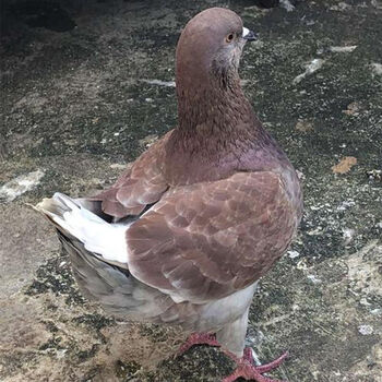 巨型元宝鸽子活观赏鸽青年鸽公斤肉鸽大元宝种鸽落地王鸽活物 红马甲