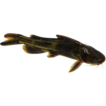 活鱼鲜活新鲜黄骨鱼黄颡鱼昂刺鱼黄辣丁鱼3斤