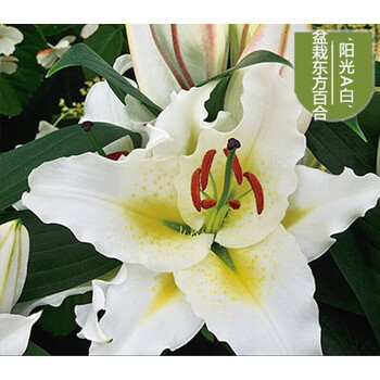 浓香香水百合花种球盆栽花卉种子重瓣多花苞室内阳台庭院四季开花阳光a白 图片价格品牌报价 京东