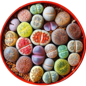 睿格达轻奢高档生石花大颗粒多肉植物精品屁屁花石生花直播绿植花卉