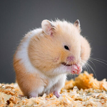 仓鼠长毛金丝熊活物笼子矩形稀有金丝熊稀有情侣鼠金丝熊一只