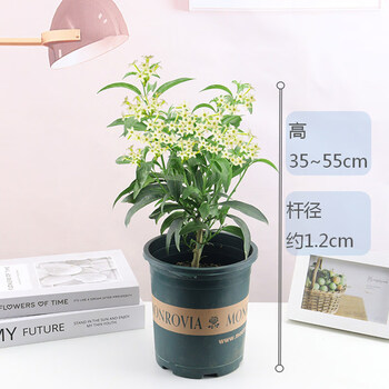 夜来香花树苗九里香驱蚊室内盆栽浓香植物四季阳台花种花苗开花 款 夜来香杆径1 2cm粗花期6 9月含盆 图片价格品牌报价 京东