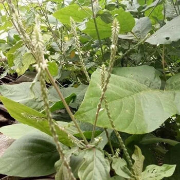 伟博倒扣草土牛七鸡撮鼻鸡雏鼻土牛膝紫牛膝倒钩草接骨丹中草药材 5斤