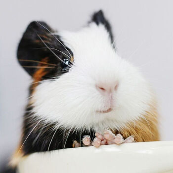 荷兰猪宠物豚鼠活物荷兰兔荷兰鼠活体宠物迷你荷兰猪 2只三色(公母)