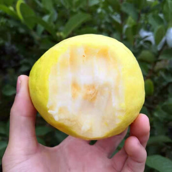 璋玖牯 香软红心芭乐（顺丰直发）5斤软糯香甜土番石榴鸡屎香送酸梅粉 奶油芭乐大果（10-12个左右）