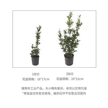 麦桑荷种花王大爷月桂盆栽庭院室外浓香花卉常绿观叶香叶植物苗情图实拍于21年10月7日带盆栽好 图片价格品牌报价 京东