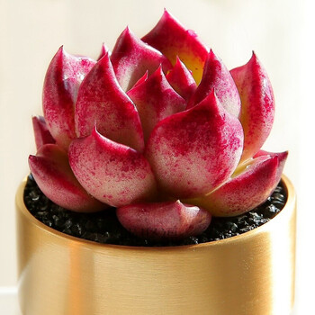 红颜蜜语多肉植物盆栽花卉状态多肉不含花盆 5厘米左右