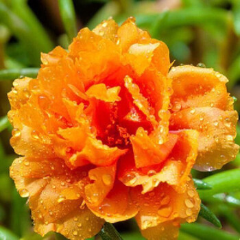 太阳花种子籽耐寒耐热四季开花播种阳台室内庭院盆栽花卉种籽橙色重瓣