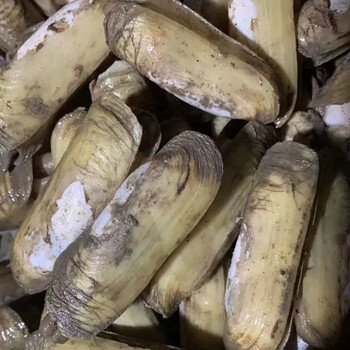 鲜活蛏子蛏王海蛏子现捞现发肥嫩营养活发带壳 三斤超大蛏(一斤22只