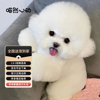 狗狗活体全网历史价格对比工具|狗狗活体价格比较