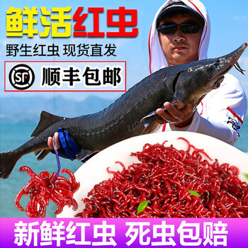 竹将鲜活红虫大号公虫活体活饵喂鱼饵拉饵鲫鱼野钓黑坑钓鱼蚯蚓鱼饵顺丰中小号50克 干净鲜活 图片价格品牌报价 京东