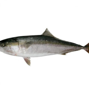 深海海鱼特大鲅鱼黄金鲅新鲜整条青甘鱼1618斤新鲜整条净重