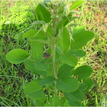 谏仰长镰草种子 响铃草 墓地草坪种子坟地草籽 四季青草籽 坟头草