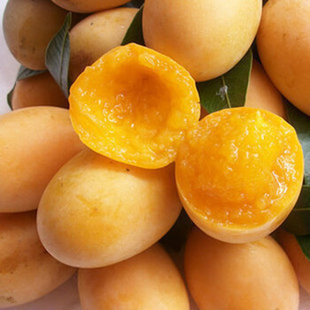 花俊枇杷果苗无核砂糖枇杷苗无核枇杷树苗嫁接盆栽特大庭种植当年结果