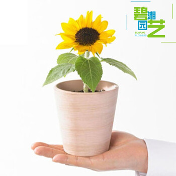 向日葵种子观赏食用花店切花种籽葵花籽油葵矮秆多头室内外盆栽孑半斤装拍下备注品种 图片价格品牌报价 京东