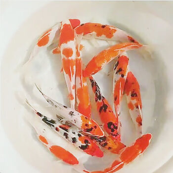 纯种锦鲤冷水观赏鱼鱼苗小金鱼活鱼大型日本好养耐活锦鲤鱼1316cm三色