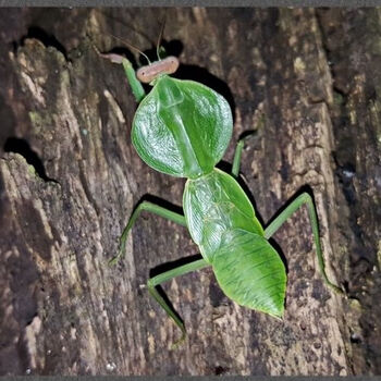 圆盾螳螂螳螂活体圆盾螳螂圆盾螳螂螳螂饲养套餐螳螂活体螳螂螳螂