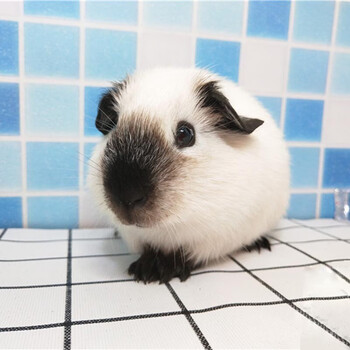 笼趣荷兰猪活物宠物豚鼠天竺鼠小宠物荷兰猪活体加州荷兰猪视频挑选