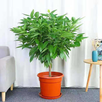 精选现发四季好养盆栽四季长青平安树幸福树室内绿植净化空气平安树60