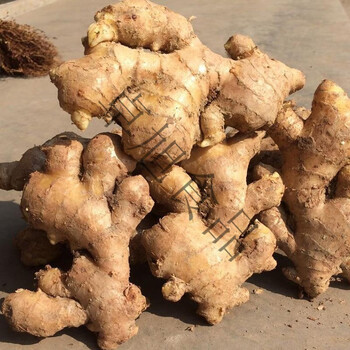 大黄姜四川现挖老姜生姜新鲜月大黄姜净重1斤