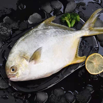 新鲜金鲳鱼特大号金鲳鱼批发鲳鱼平鱼鲳鱼海鲜水产 大号0.8-1斤 3条