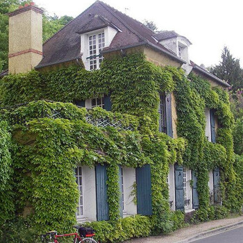 花嘟嘟爬山虎爬藤植物攀援花卉庭院盆栽常青藤蔓爬墙虎苗爬山虎地径15