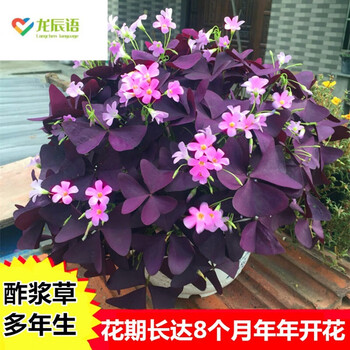 龙辰语红花三叶草紫花幸运草根四季易种酢浆草种子种球种根室内盆栽花卉紫花醡酱花草种子1斤 图片价格品牌报价 京东