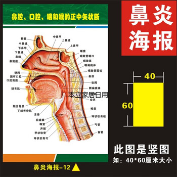 鼻腔结构图解剖挂图耳鼻喉科医院鼻部科普知识海报的症状疾病危鼻炎