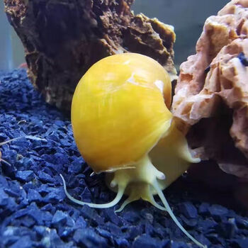 黄金螺观赏螺吃鱼屎活体除藻螺鱼缸清洁螺吃鱼屎工具螺淡水繁殖螺 5