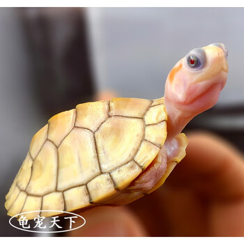 黄金甲果冻变异红眼白化巴西龟苗观赏长寿儿童宠物小乌龟活体 黄金