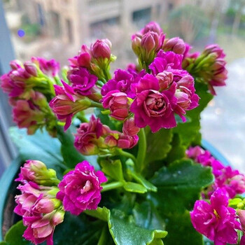 花大花长寿花苗带花苞花卉植物室内花稀有品种好养 【紫水晶】带花苞