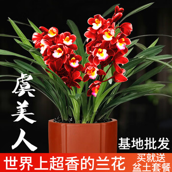 玲珑夏带香水花苞出售有香味的兰花卉绿植盆栽 【买1送1】虞美人2苗