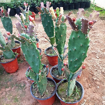 汐岩 仙人掌盆栽嫁接蟹爪兰开花令箭荷花叶片苗黄大刺植物 双层嫁接