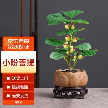 墨一小盼菩提树绿植盆景花卉盆栽室内植物办公室 小盼菩提莲花盆