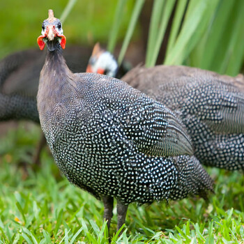 珍珠棉鸡活苗珍珠鸡珍珠小鸡活苗半大鸡仔观赏鸡活物五黑鸡活苗纯半斤