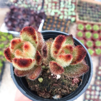 泰迪熊多头群生多肉植物盆栽肉肉新手植物办公室创意花卉绿植泰迪熊2