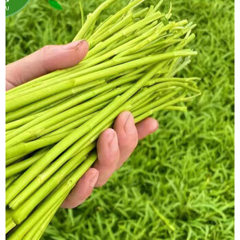 晨臻  当季新鲜芦蒿3斤去根去叶农家自种现摘茼蒿藜蒿鲜嫩泥蒿蓠蒿
