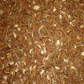 养殖黄粉虫虫卵面包虫卵包活包技术宠物饲料活体虫卵低价合同定制款 1