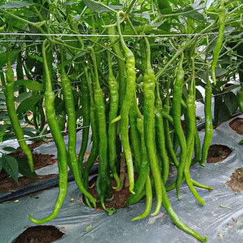 寿禾 线椒种子辣椒苗香辣二荆条种籽四季盆栽 辣神f1 线椒苗 12棵