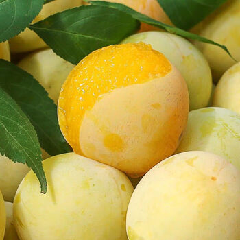 晨臻贵州六马冰糖李子蜂糖李水果青脆李脱骨李四川黄金奈李 5斤精选装