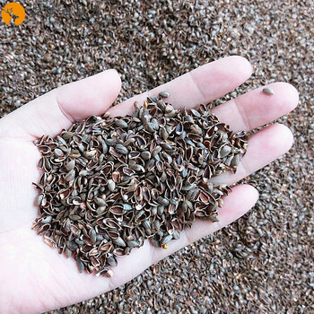 柏籽枕头 侧柏种子壳柏籽壳枕头少白头发枕芯成人学生 浅灰色 柏籽壳5