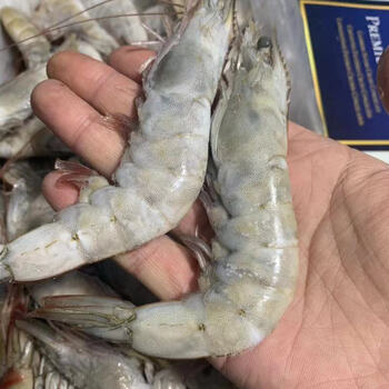 白盒海捕盐冻虾33斤左右7080只单冻非冰冻对虾4050白对虾4050一盒75只