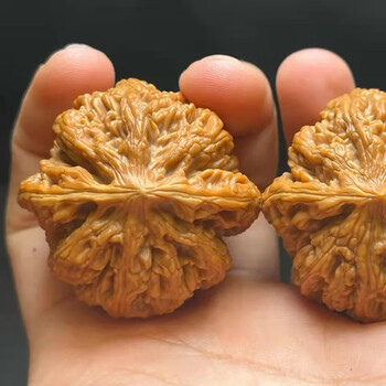 山中玉 大粗筋文玩核桃 闷尖狮子头 精品古玩麻核桃手玩盘玩核头送