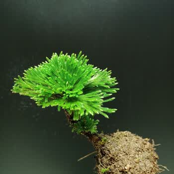 现货直发盆景野生还魂草花卉卷柏九死还魂草微型绿植新鲜竹筒创意盆栽