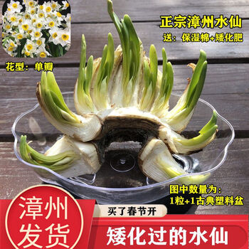 正宗漳州雕刻水仙花矮化种球带盆削好室内水培开花带香味植物年货古典盆 2粒雕刻好水仙5 8枝花 图片价格品牌报价 京东 正宗漳州雕刻水仙花矮化种球带盆削好室内水培开花带香味植物年货古典盆 2粒雕刻好水仙5 8枝花 图片价格品牌报价 京东