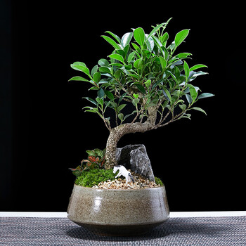 小叶榕树盆景造型绿植室内虎皮榕办公桌盆栽植物室内好养微景观 小叶
